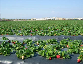 agriculture